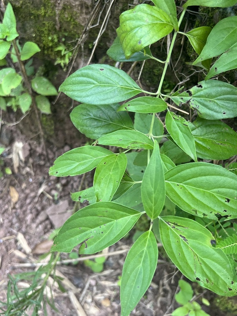 Cornus wilsoniana photo 3