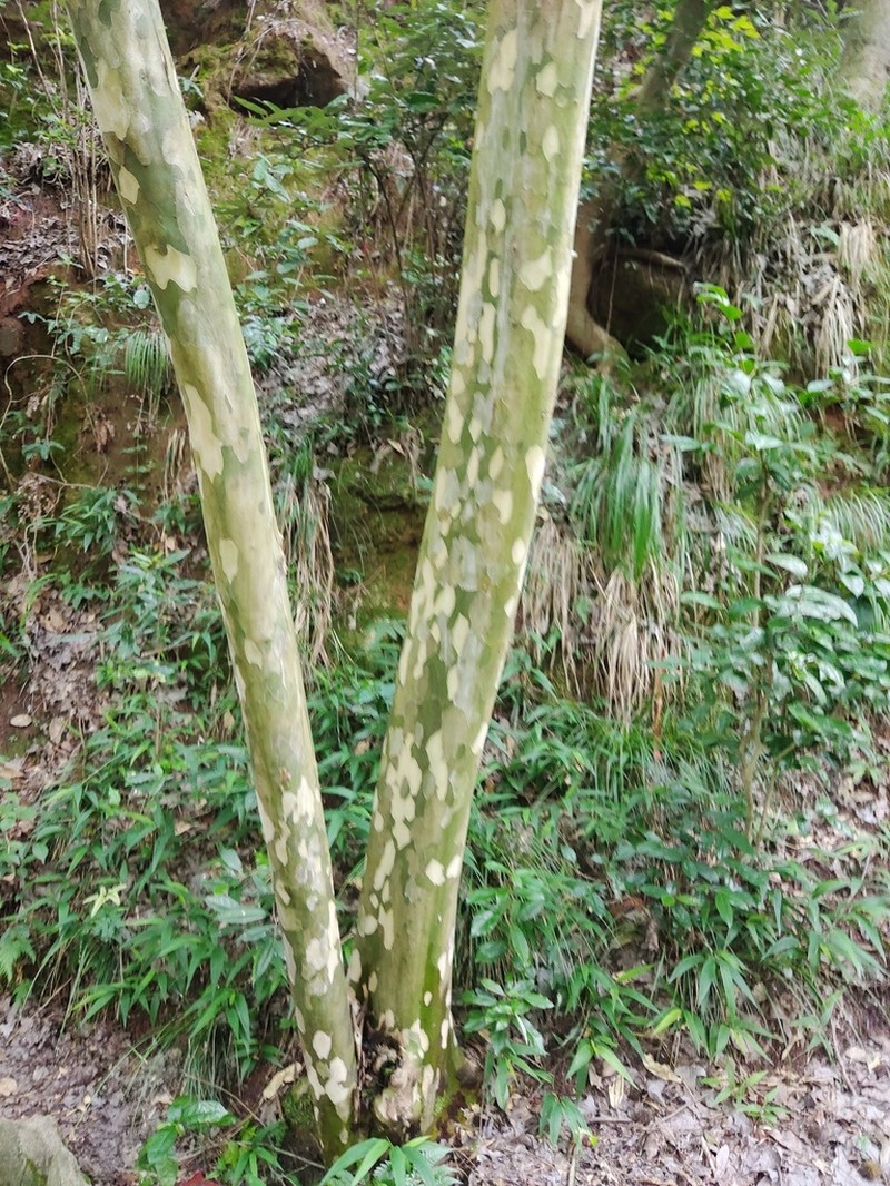 Cornus wilsoniana photo 4