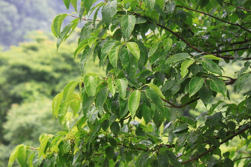 Cornus wilsoniana photo 5