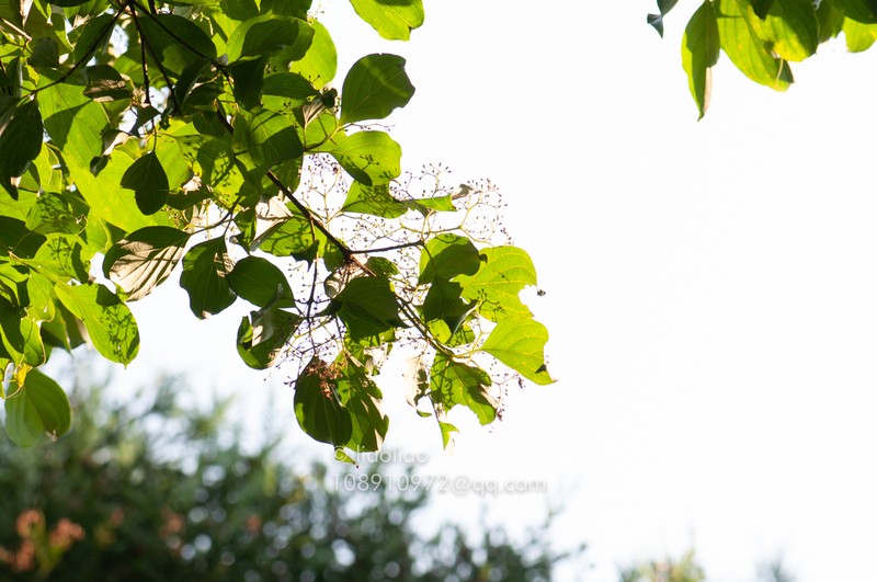 Cornus wilsoniana photo 6