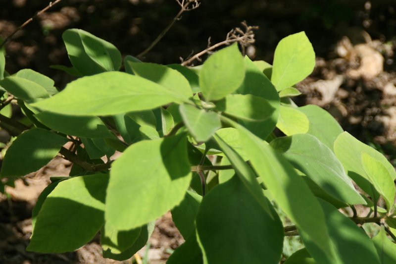 Cornutia grandifolia