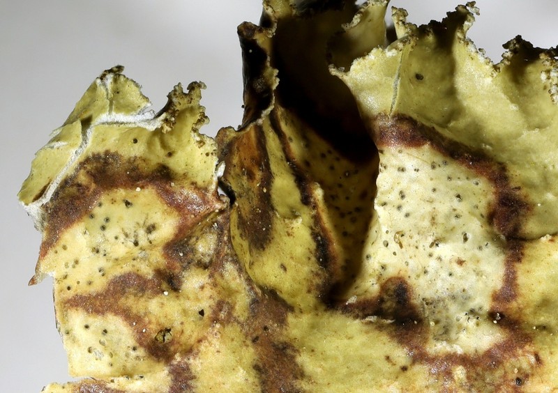 Cornutispora lichenicola