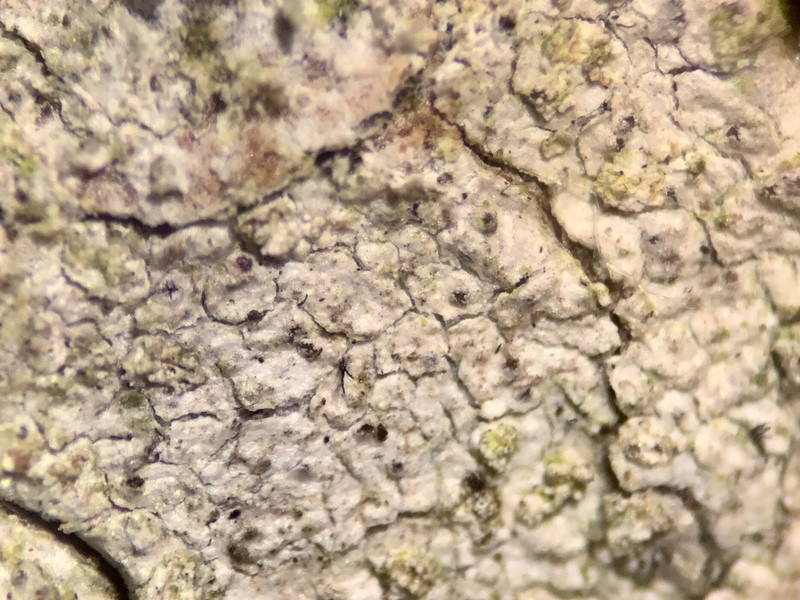 Cornutispora lichenicola photo 2
