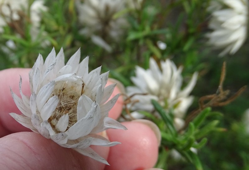 Coronidium adenophorum