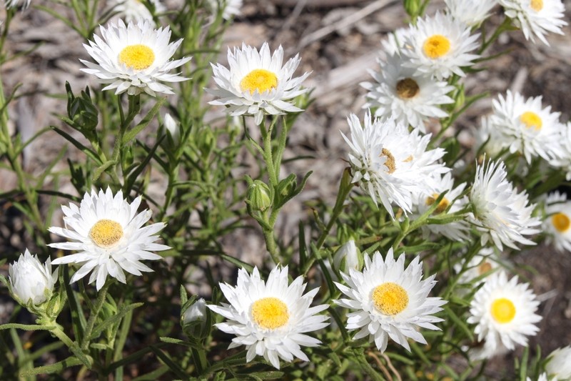 Coronidium adenophorum photo 2
