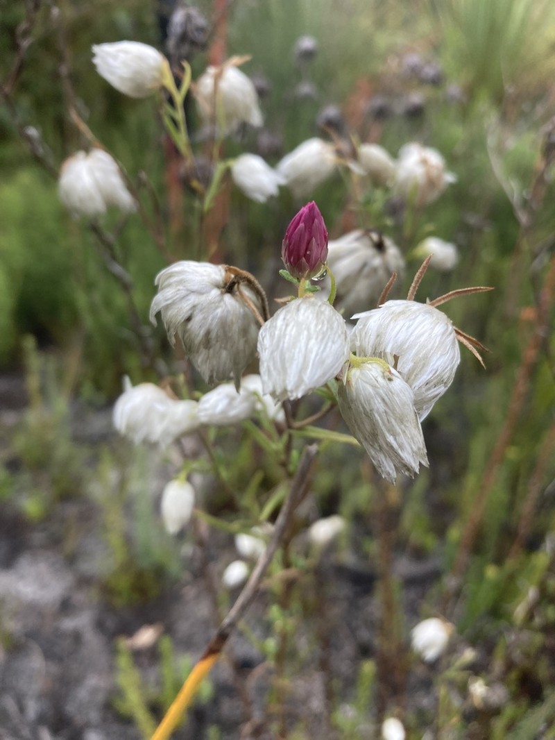 Coronidium adenophorum photo 3