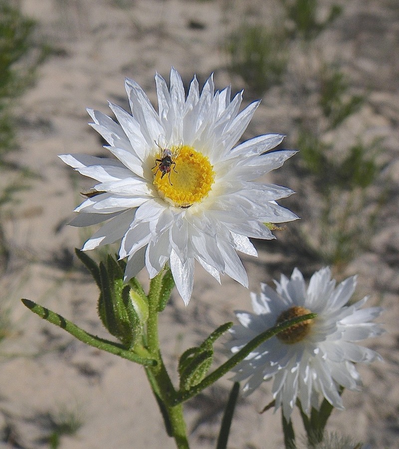 Coronidium adenophorum photo 4