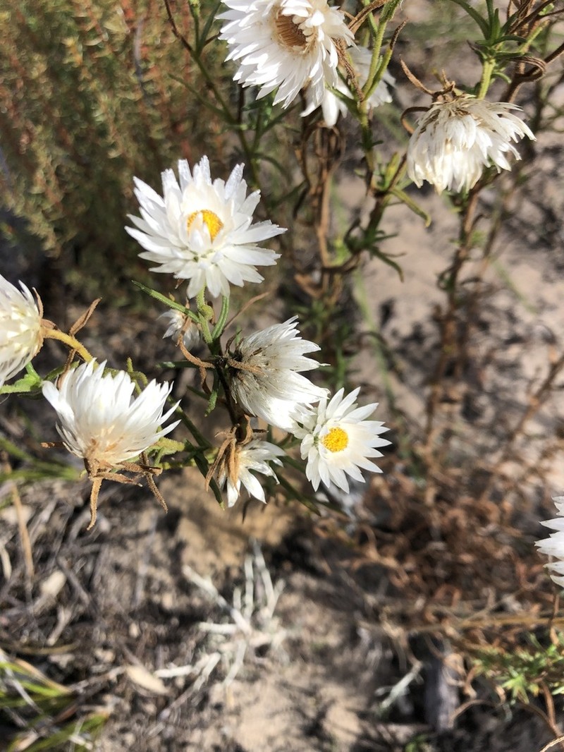 Coronidium adenophorum photo 5