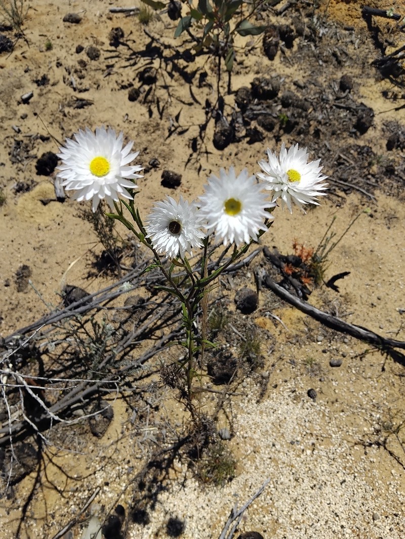 Coronidium adenophorum photo 6