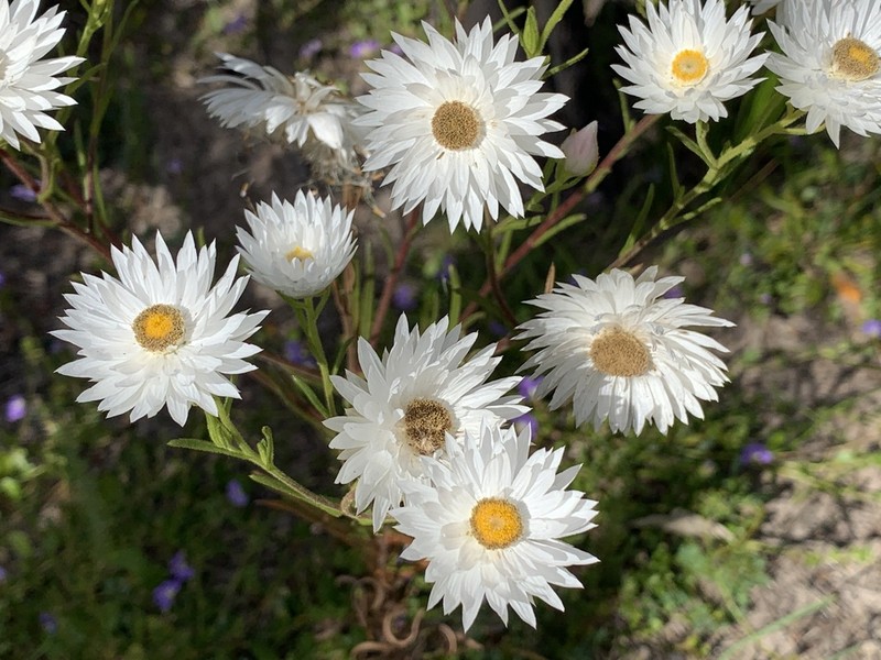 Coronidium adenophorum photo 7