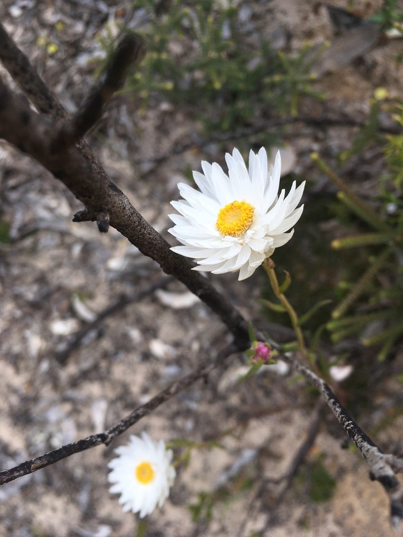 Coronidium adenophorum photo 8