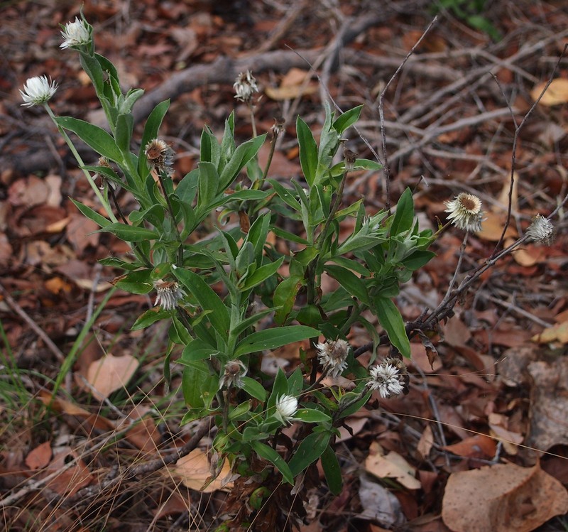 Coronidium cymosum