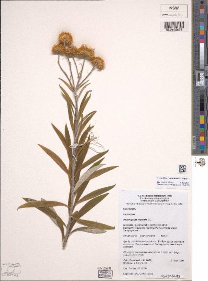 Coronidium cymosum photo 2
