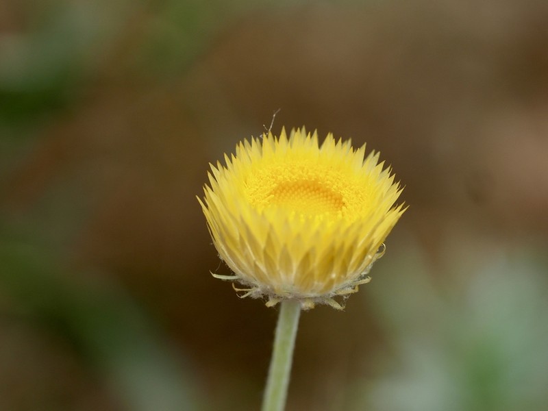 Coronidium flavum