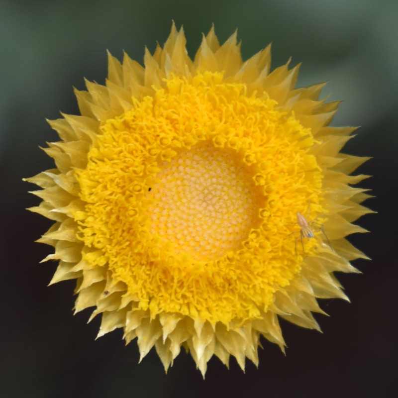 Coronidium flavum photo 3