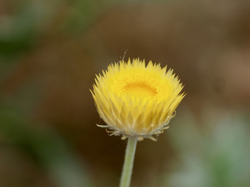Coronidium flavum photo 4