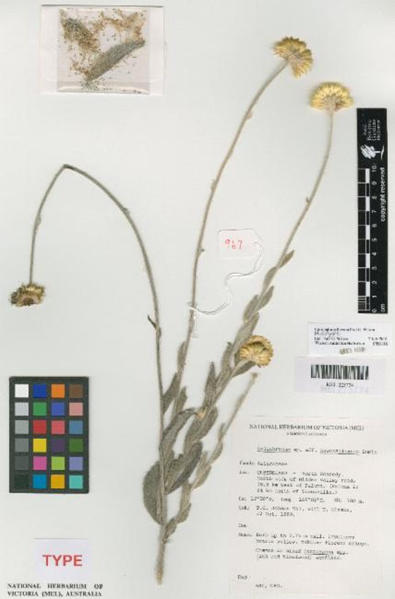 Coronidium flavum photo 5