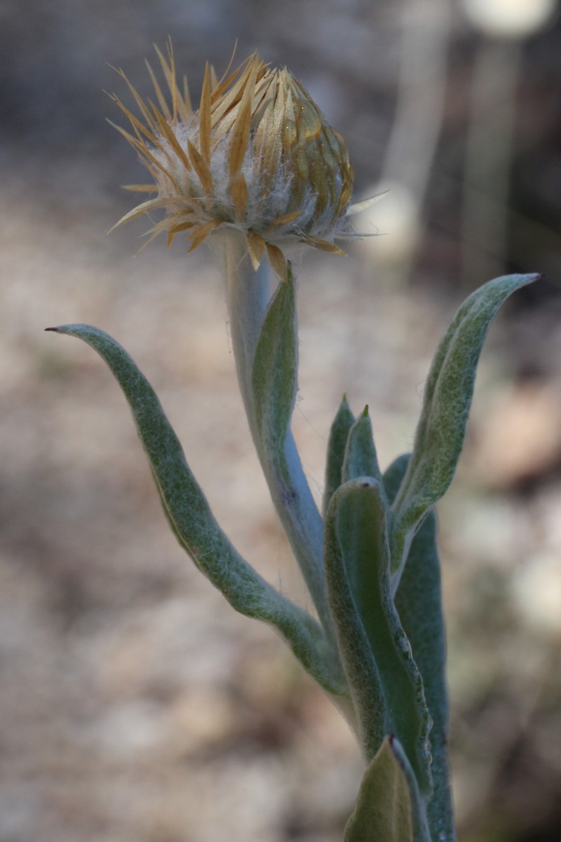 Coronidium fulvidum