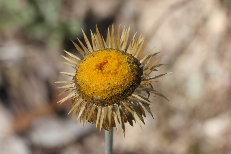 Coronidium fulvidum photo 2