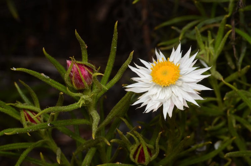 Coronidium glutinosum