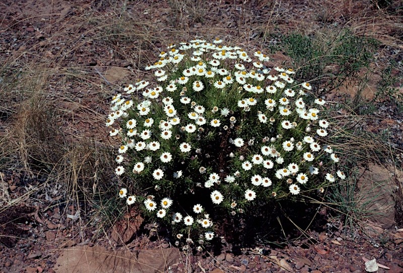 Coronidium glutinosum photo 2