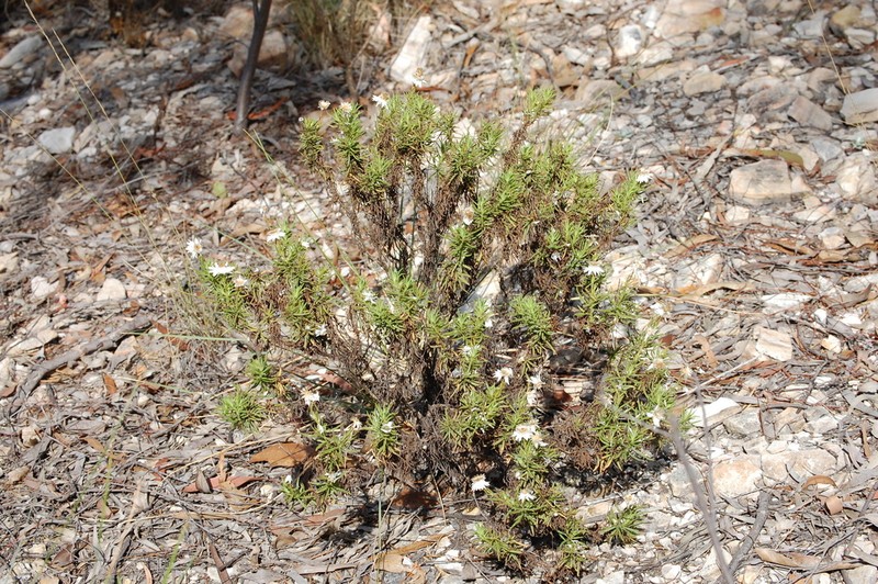 Coronidium glutinosum photo 4