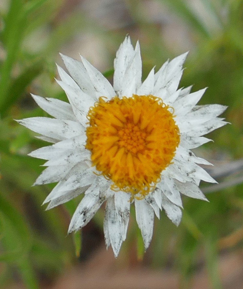 Coronidium glutinosum photo 5