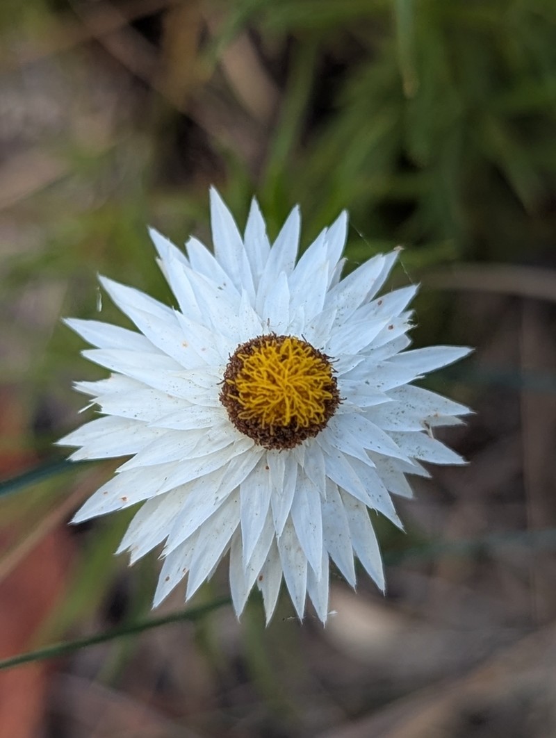Coronidium glutinosum photo 6