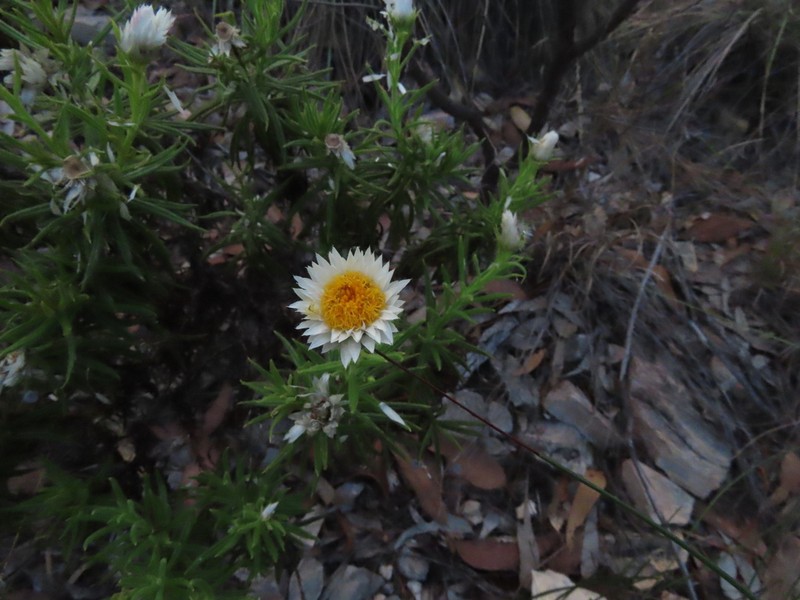Coronidium glutinosum photo 7