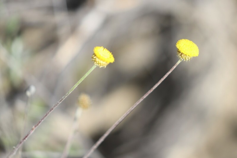 Coronidium gnaphalioides