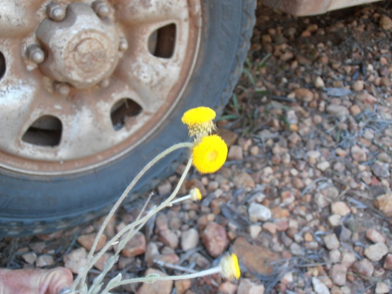 Coronidium gnaphalioides photo 2