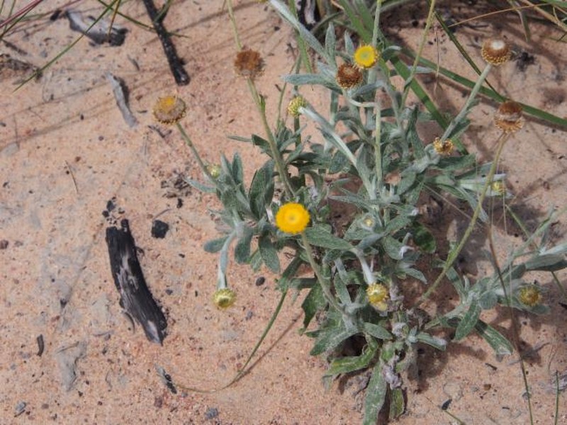 Coronidium gnaphalioides photo 3