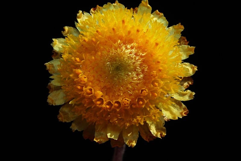Coronidium gunnianum