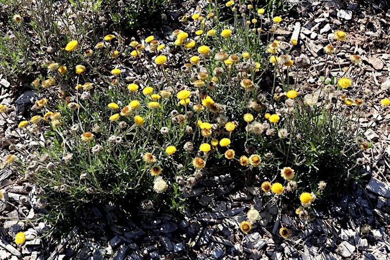 Coronidium gunnianum photo 2