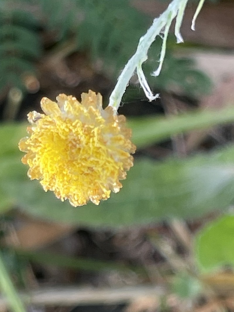 Coronidium gunnianum photo 3