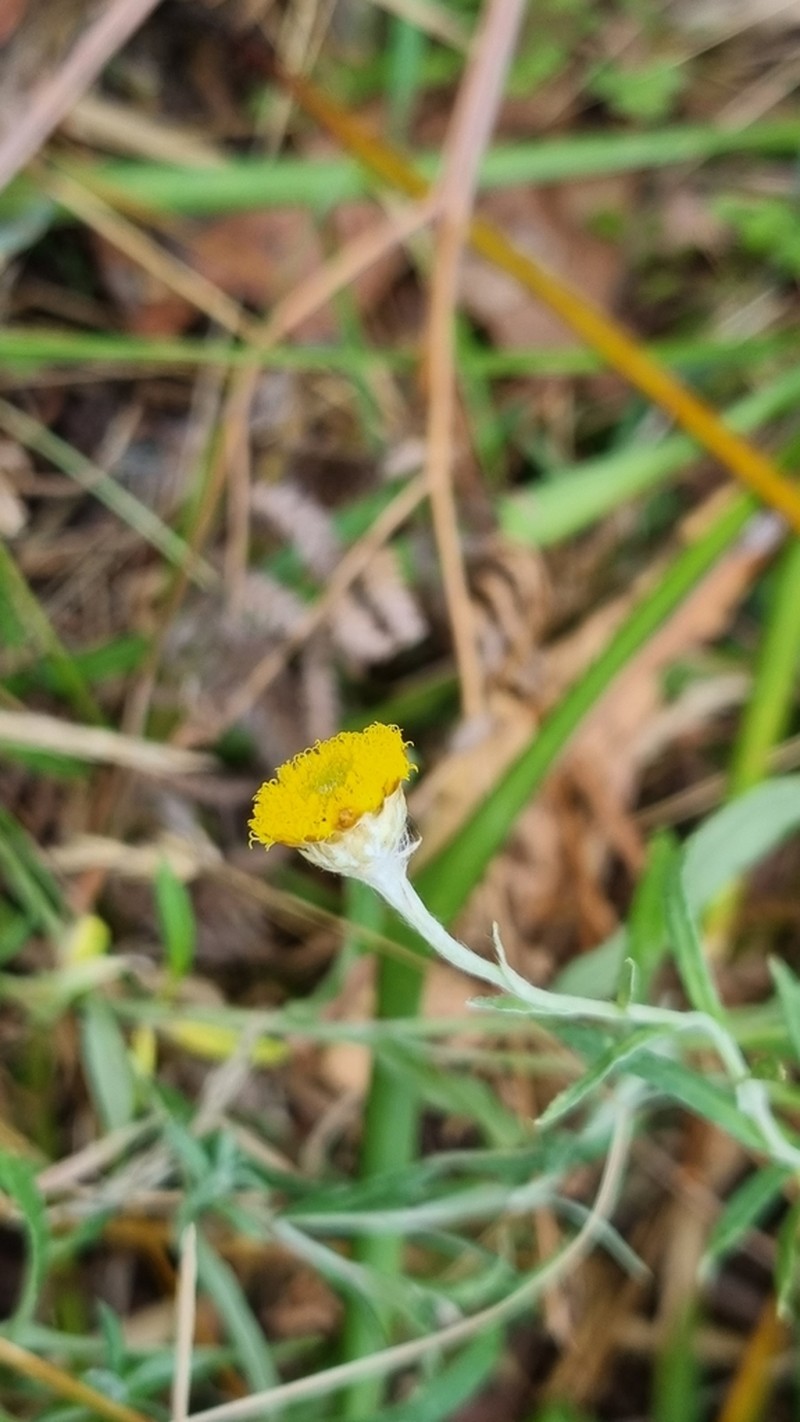 Coronidium gunnianum photo 5