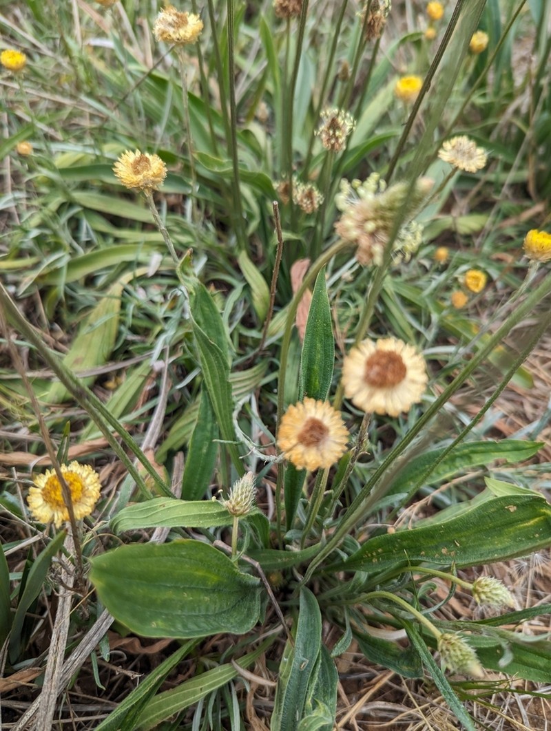 Coronidium gunnianum photo 7