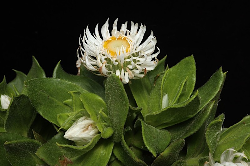 Coronidium lanuginosum