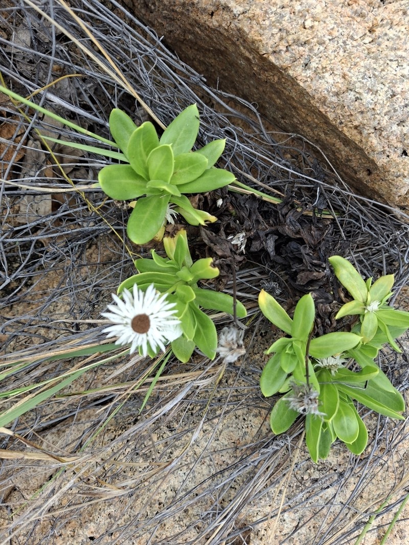 Coronidium lanuginosum photo 2
