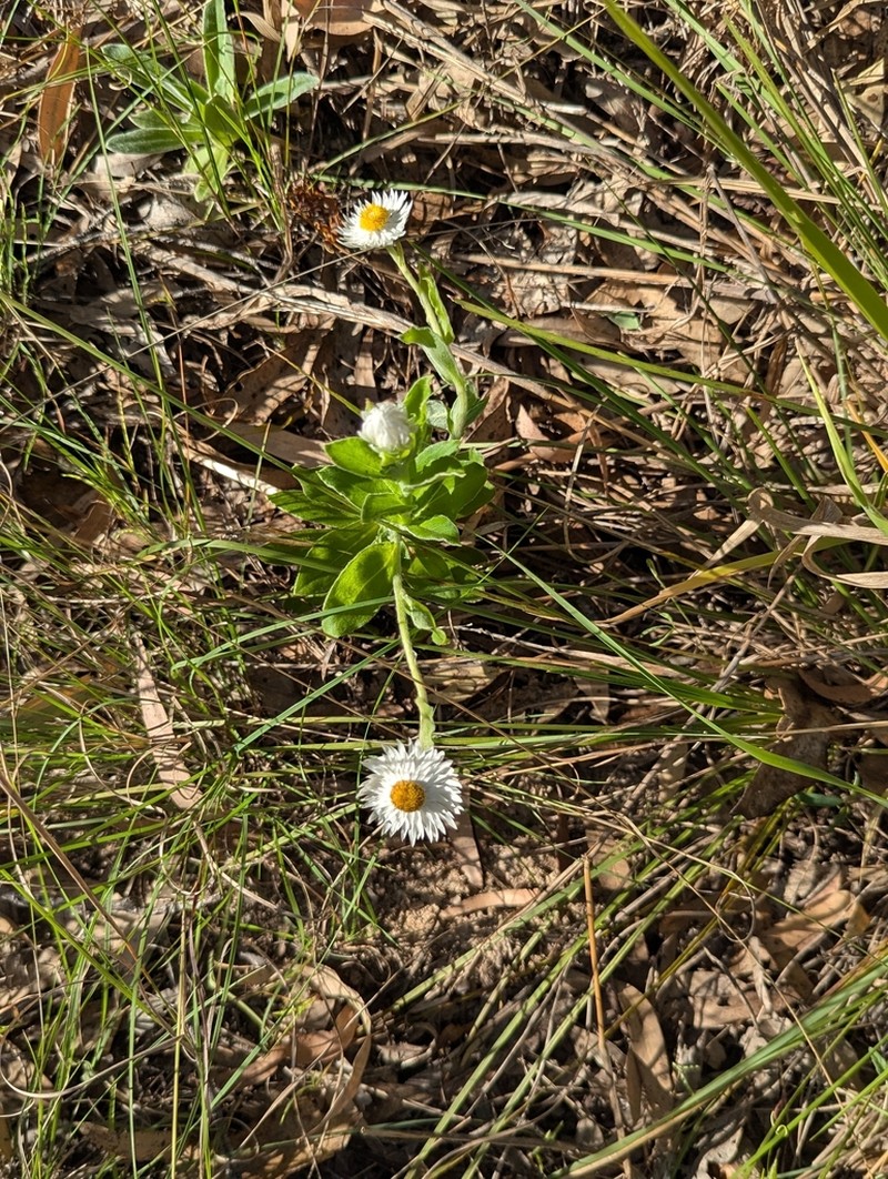 Coronidium lanuginosum photo 3