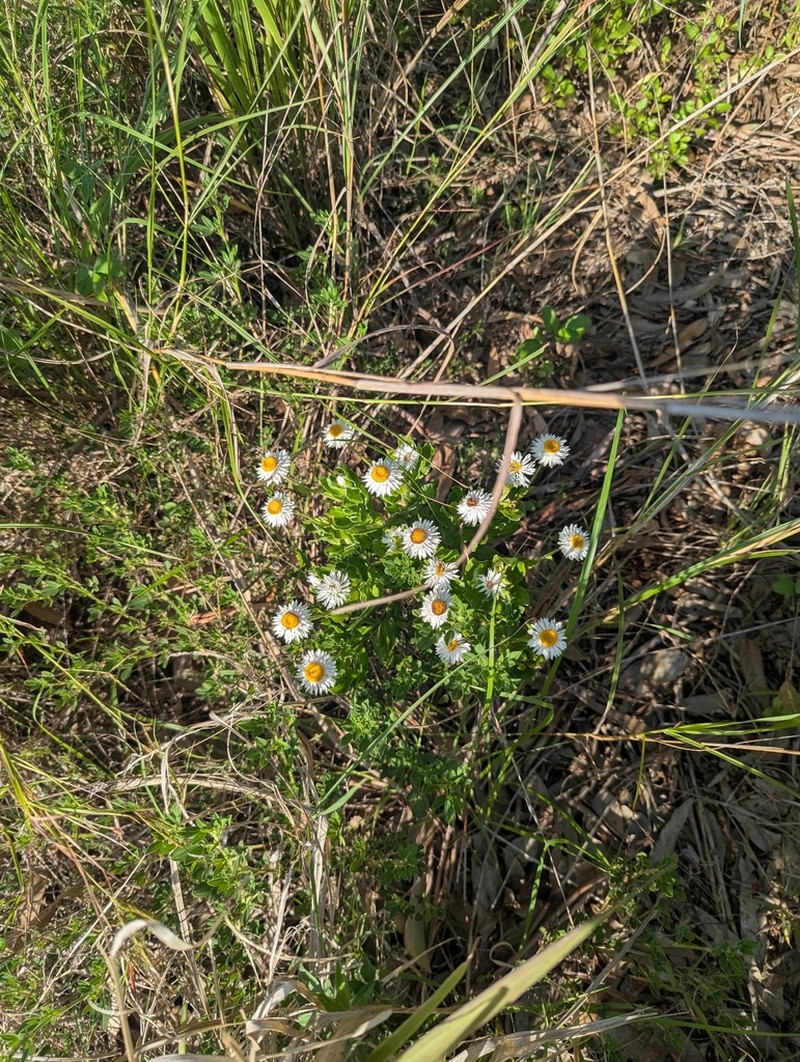 Coronidium lanuginosum photo 4