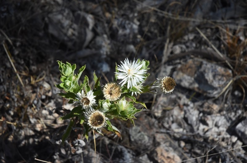 Coronidium lanuginosum photo 5