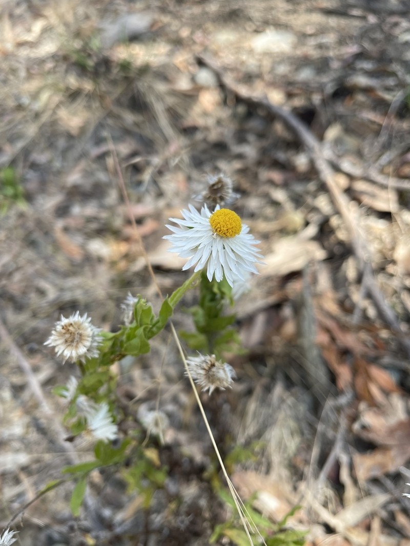 Coronidium lanuginosum photo 6