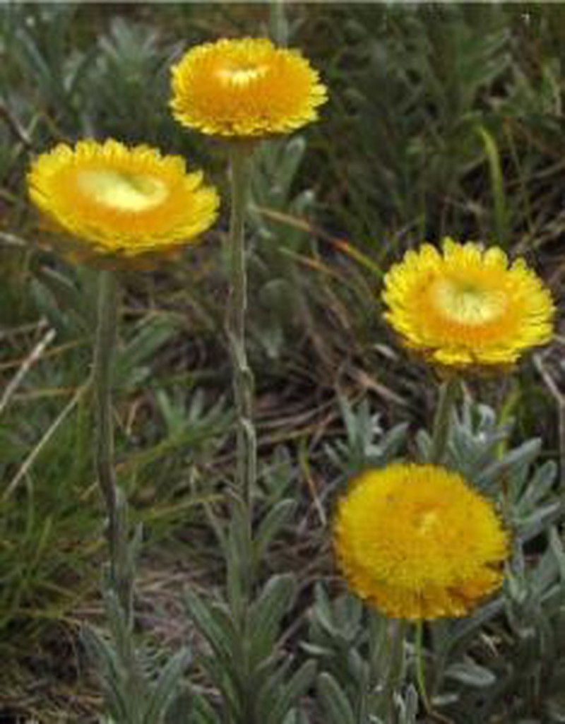 Coronidium monticola
