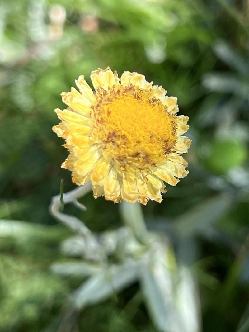 Coronidium monticola photo 2