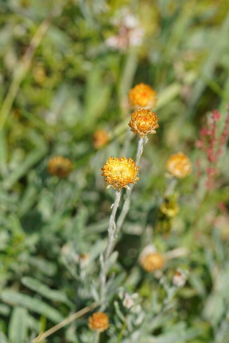 Coronidium monticola photo 3