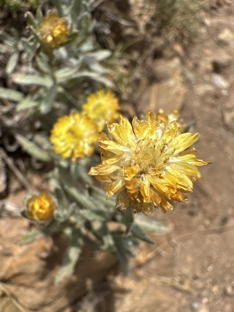 Coronidium monticola photo 4