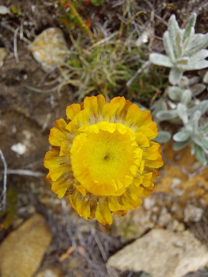Coronidium monticola photo 6