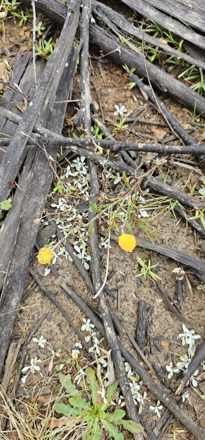 Coronidium monticola photo 7