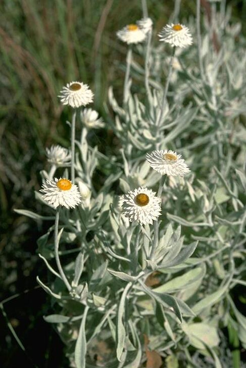 Coronidium newcastlianum